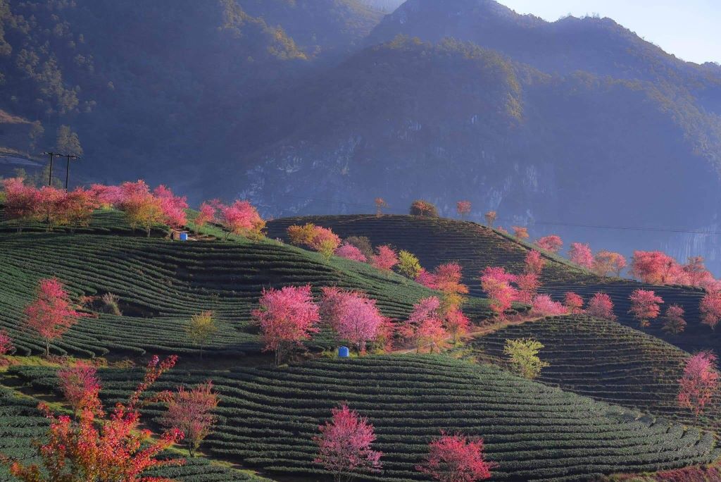 Mùa thu tại Sapa